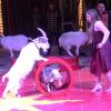 Wenn Wildtiere verboten sind, kommen halt die Haustiere: Alexia Mendes mit ihrer Ziegenrevue im „Ulmer Weihnachtscircus“. 
 - 