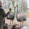 Auch die Strauße müssen wegen der Vogelgrippe getötet werden.