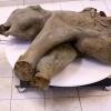 Gut erhaltenes Mammut-Baby in Russland entdeckt