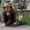 Ein Bär bei der traditionellen "Bärenweihnacht" auf Schloss Cesky Krumlov in Tschechien. Die Weihnachtsfütterung der Bären wird seit 1988 organisiert. Jedes Jahr kommen rund tausend Menschen, um das zu sehen.