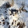 Der Schnee macht‘s möglich: Aussi-Hündin Mica war beim Winterspaziergang in Gablingen gut getarnt.