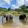 In Thailand leben derzeit mindestens 4000 wilde Elefanten. (Archivbild)