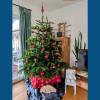 Diesen klassisch geschmückten Christbaum hat Daniel Degmayr in Heinrichsheim aufgestellt.