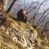 Ein Braunbär im Trentino in Norditalien. In der Provinz sollen derzeit bis zu 150 Exemplare leben.