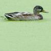 Eine Ente schwimmt in einem Teich, der mit grünen Wasserlinsen bedeckt ist. Die kleinen Linsen sind auch bekannt als Entengrütze.