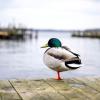 Eine Ente ist auf einem See in Braunschweig festgefroren. 