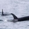 Orcas leben weltweit - wie hier bei Japan. Aber nur Tiere in der iberischen Region zeigen das mysteriöse Verhalten. (Archivbild)