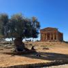 Rund 2500 Jahre alt ist der Concordia-Tempel im Tal der Könige in Agrigent. Auch der Olivenbaum im Vordergrund ist schon 900 Jahre alt. 