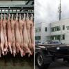 Das Augsburger Veterinäramt stoppte wegen mutmaßlicher Tierquälerei die Schweine-Schlachtungen am Schlachthof.