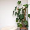 Der Philodendron steht am liebsten im Halbschatten und ist sehr pflegeleicht.