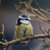 Die Aktion «Stunde der Wintervögel» ruft Interessierte auf, Vögel zu zählen - zum Beispiel Blaumeisen. (Archivbild)