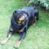 Die neue bayerische Kampfhundeverordnung hat mit Wirkung vom 1. November auch Rottweiler in der Kategorie II aufgenommen. Der sechsjährige Hund "Aika", der sehr oft mit Kindern zusammen ist, zeigt laut Auskunft des Besitzers keine Anzeichen von Aggressivität.