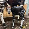 Das kleine Okapi-Weibchen wurde auf den Namen Fioti getauft.