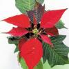 Eine botanische Erfolgsgeschichte:
der Weihnachtsstern hat deutsche
Wohnzimmer erobert.