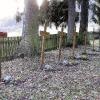 Einfache Holzkreuze auf dem Friedhof des Lohrer Bezirkskrankenhauses: Hier wurden bis 1989 Verstorbene
begraben, die keine nahen Angehörigen hatten.