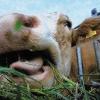 Eine Kuh macht "muh" - viele Kühe machen Mühe: Einem Kuhstall-Anwohner aus Hopferstadt passte das nicht und machte sich die Mühe, vors Verwaltungsgericht zu ziehen.