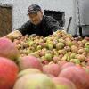 Überdurchschnittlich ist die Apfelernte heuer ausgefallen. Andreas Aßmann von der Eußenheimer Kelterei und Büttnerei Aßmann wird am morgigen
Samstag die Saison beenden.