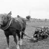 Kinder mit Albert Grebner und seinem Pferd beim Holzstammrücken: In Järkendorf gab es einen Tag unter dem
Motto "Arbeiten und Leben mit den Pferden".