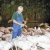 Am Sonntag, 9. Oktober, ist Tag des offenen Hofes in der Justizvollzugsanstalt Ebrach. Die Bevölkerung ist eingeladen, den Landwirtschaftsbetrieb des
Gefängnisses zu besichtigen. Im Bild Wilfried Dittmann beim Kennzeichnen der Schweine.
