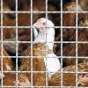 Die Stallpflicht macht besonders privaten Hühnerhaltern zu schaffen. Auch im Raum Gemünden überlegen
deshalb viele, ihre Tierbestände zu reduzieren.