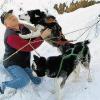 Die Huskys begrüßen freudig "ihr"
Herrchen Helmut Steigerwald.
