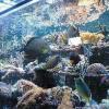 Korallen gibt es in den schillerndsten Farben. Besonders wohl fühlen sie sich mit Doktorfischen wie in diesem Becken bei Teichmann Aquaristik in
Gerchsheim.