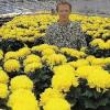 Inmitten der Blumenpracht: Zu Allerheiligen waren beim Gartenbaubetrieb Lang in Wiesentheid besonders die gelben Chrysanthemen gefragt, wie
Gärtnermeister Andreas Lang weiß.