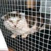 Ein Kater aus der amerikanischen Wohnsiedlung Marshall Heigts in Kitzingen. Mitglieder der Katzenhilfe Würzburg haben ihn eingefangen. Er wird auf einem Gnadenhof am Bodensee unterkommen.