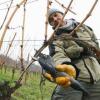 Heinz Munder von der Winzergenossenschaft Rotenberg schneidet am Dienstag (16.01.2007) in Rotenberg (bei Stuttgart) Riesling-Reben. Die Weinreben müssen in den Wintermonaten nach dem ersten Frost drastisch zurückgeschnitten werden, um den Ertrag zu sichern. Foto: Bernd Weißbrod dpa/lsw +++(c) dpa - Bildfunk+++