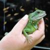 Exotische Tiere genießen beim richtigen Umgang durchaus die menschliche Wärme. So wie der Leguan No Name
in Hassenbach oder diese Agame im Zoogeschäft Rauschmann in Hammelburg. Allerdings dürfen Reptilien nicht
als Streicheltiere missverstanden werden.