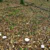 Hexenringe? Pilze wachsen im Karbacher Wald im Kreis.