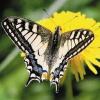 "Schmetterling des Jahres 2006" ist der Schwalbenschwanz (Papilio machaon). Der Anlass für die Wahl ist erfreulich: Der Bestand des
Schwalbenschwanzes hat sich nach einem Tief in den 70er und 80er Jahren leicht erholt.