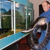 Eine sehr schwere Arbeit ist es für Georg Lengel, wenn er mit seinen exotischen Reptilien auf „Tournee“ geht. Wenn er die die große Anakonda ins Terrarium bringt, hat er immerhin 52 Kilogramm zu stemmen. Seit 22 Jahren ist sie in der „Natrix Schlangenfarm“.