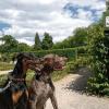 Na ihr zwei Hübschen, hat Herrchen eure Hinterlassenschaft auch schön entsorgt? Tüten dafür gibt's auch im Hofgarten, uneinsichtige Hundebesitzer leider auch: Den Parkbesuchern und Gärtnern stinken die Häufchen gewaltig.