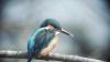 Der seltene Eisvogel lässt sich mitunter am Landschaftssee zwischen Poppenlauer und Maßbach blicken.