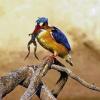 Tödlich endete dieses Doppel vermutlich für diesen Frosch. Den wunderschönen Malachit-Kingfisher hat Franziska Hensel aus Waldbrunn bei einer Fotosafari in Tanzania beobachtet – und fotografiert.