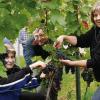 Bianca, Joachim und Gertrud Hümmler (von links) schneiden die ersten Trauben der Rebsorte Acolon ab.