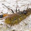 MAIN-SPESSART (wop)   In den Sommermonaten kann der aufmerksame Naturbeobachter überall im Landkreis Main-Spessart eine auffallend lange, schlanke Wespe mit rotem Hinterleib sehen. Mit etwas Glück kann man die Sandwespe (Ammophila sabulosa) sogar dabei beobachten, wie sie gelähmte Raupen zu ihrem Nest trägt. Das Weibchen gräbt eine mehrere Zentimeter lange Röhre fast senkrecht in den Boden. Am unteren Ende des Ganges wird eine kleine Brutkammer angelegt. Nach Fertigstellung der Röhre wird eine Schmetterlingsraupe erbeutet, mit einem Stich gelähmt und dann in die Brutkammer eingebracht. An die gelähmte Raupe wird ein Ei abgelegt und die Larve, die nach einigen Tagen aus dem Ei schlüpft, ernährt sich von ihr. Die Sandwespe legt mehrere solcher Brutröhren an, die sie sorgfältig verschliesst. Der Eingang des Ganges wird dabei mit Hilfe eines kleinen Steines festgeklopft.