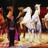 Marek Jama präsentiert die Araberhengste bei einem Pferdeballett.