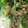 Vor allem früh reifende Sorten wie Bacchus oder Müller-Thurgau leiden unter Sonnenbrand.