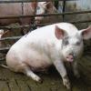 Schnüffeln, wühlen, rennen: Sauwohl fühlen sich die Bioschweine in Schweigern.