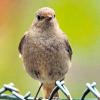 Nein, dies ist natürlich keine Amsel, wie wir am Freitag berichtet haben. Der nette kleine Vogel auf dem Foto von Olav Krüger aus Zell ist nämlich ein Rotschwanz. Gemerkt haben das einige unserer aufmerksamen Leser. Rotschwänzchen ziehen zum Winter in den Mittelmeerraum und kehren als einer der ersten Zugvögel bereits Ende Februar zurück.