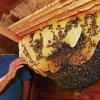 Prof. Jürgen Tautz mit einem seiner Bienenvölker, die in der Bienenstation am Hubland leben.