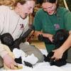 Stuttgart (dpa)   Die Gorillakinder Monza (links) mit Pflegerin Marion Gogel und Mary Zwo mit Pflegerin Sabine Kellewald vergnügen sich am Mittwoch, 21. November, im Stuttgarter zoologisch-botanischen Garten Wilhelma. Monza kam vor einer Woche aus dem französischen Zoo „La Palmyre“ nach Stuttgart. Er wurde von seiner Familie getrennt, nachdem sein Vater ihn gleich nach der Geburt angegriffen und sein Bein schwer verletzt hatte. Zunächst sollen Besucher die Gorillakinder jeden Vormittag um 10 Uhr im Schaugehege beobachten können. Später soll es auch am Nachmittag eine Spielstunde geben.