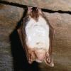 Auf dem Kopf: Eine Fledermaus hält in einem Felsenkeller ihren Winterschlaf.