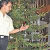 zeilitzheim (bp) Nach dem 6. Januar verschwinden die meisten Weihnachtsbäume aus den Haushalten. Nicht so bei Familie Braun in Zeilitzheim. Ihre wunderschön geschmückte, vier Meter hohe Tanne bleibt bis Lichtmess (2. Februar) stehen. Besondere Freude bereitet der Baum in diesem Jahr. An den Astspitzen haben sich zahlreiche, bis zirka sechs Zentimeter lange junge Triebe entwickelt. Den Grund dafür kann sich Stefan Braun (Bild) nicht erklären, denn die Pflege ist nicht anders als in den anderen Jahren. Eine Woche vor Weihnachten wurde die Tanne gefällt. Nun steht sie in einem Eimer mit Wasser in das etwas Salz und Spülmittel gegeben wurde und wird regelmäßig gegossen. Nach alter Tradition werden die roten Wachskerzen an Lichtmess zum letzten Mal angezündet und am nächsten Tag wird der Baum entfernt. Vorher pflückt Familie Braun die frischen Triebe und kocht zusammen mit Kandiszucker Tannenhonig, der dann bei Erkältungen als Arznei dient.