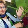 Randersacker (br)   Da staunt Geschäftsführerin Hannelore Hermann nicht schlecht: In ihrem Ofenstudio in Randersacker wachsen Bananen. Die Pflanze gehört der kaufmännischen Angestellten Michaela Monsport, die einen grünen Daumen hat. Sie brachte die Zwei-Meter-Pflanze vor fünf Jahren mit ins Büro. „Eigentlich war sie ein Geschenk für meinen Mann, aber die Pflanze nimmt bei uns Zuhause zu viel Platz weg“, sagt die Angestellte. Die Bananenstaude ist etwa zwölf Jahre alt und gedeiht prächtig in der Wärme, die von den Ausstellungsöfen abgegeben wird. Zum ersten Mal wachsen an der Staude nun Bananen, die nach botanischer Gattung eigentlich zu den Beeren gehören. Neben der Staude stehen 25 weitere große Pflanzen im Geschäft: unter anderem eine Yucca-Palme, ein Flaschenputzer und ein Mandarinenbaum – leider ohne Früchte. Die Bananen sind – sobald sie gelb und reif sind – essbar.