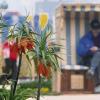 Kaiserkronen (Fritillaria imperialis) blühen auf dem Gelände der bayerischen Landesgartenschau in Neu-Ulm. „Ganz schön Blume“ ist das Motto. Die Ausstellungen und Veranstaltungen finden auf rund 30 Hektar in drei Arealen statt.