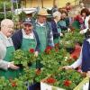 Schweinfurt (evh)   50 mal Surfinien, Geranien und Petunien brauchte allein das „Brauhaus am Markt“ und „unser Erst-Vorrat an blauen Fächerblumen ging in der ersten Stunde weg“, berichtet der Vorsitzende des Vereins für Garten-, Blumen- und Landschaftspflege, Helmut Scheuring (3. von links). Zur Sommerblumen-Pflanzaktion lud der Verein am Freitag auf den Martin-Luther-Platz, wo Interessenten unter mehr als 2000 Hängern und Stehern für den Balkonkasten wählen konnten. Erstmals kam dazu Bürgermeister Otto Wirth (2. von links). Er bezeichnete die Aktion als sehr begrüßenswert, weil mit ihr der Frühling einziehe und Leute animiert würden, ihrem Zuhause Farbe zu geben. Auf den Wunschlisten der Kunden stand wieder die Geranie in allen Wuchsformen und Farben ganz oben, gefolgt von Petunien, Polarstern oder Mittagsblume für sonnige Standorte, sowie dem Fleißigen Lieschen oder Fuchsien für schattige Bereiche. Zwischen diesen Sorten sei es empfehlenswert, Weihrauch zu setzen, berieten die Vereinsmitglieder. Er fungiere als natürlicher Insektenschutz, halte Läuse fern. Eine Neuzüchtung bot sich mit der „Falschen Jasmin“. Jasmin sei eigentlich ein zwei bis vier Meter hoher Strauch, sagt Helmut Scheuring. Wie dieser liebe die „Falsche Jasmin“ Sonne und entwickle weiße Blüten, wachse jedoch im Balkonkasten als Hänger. Die Pflanzaktion habe treue Stammkunden, zählte dennoch wesentlich weniger Besucher als vor 30 Jahren, bekennt Scheuring. Große Märkte mit absoluten Tiefstpreisen machten sich da bemerkbar. „Dumping“ gab's bei der Pflanzaktion nicht, dafür Erde vom Stadtgartenamt, in die Kunden ihre Blumen sofort setzen lassen konnten, wenn sie Pflanzgefäße mitgebracht hatten. Die Einnahmen der Veranstaltung nutzt der Verein für seine Aufgaben, also etwa für Baumpflanzungen oder die Pflege der Streuobstwiesen.