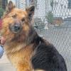 Wannigsmühle (kpe)   Rex ist ein kastrierter, vier Jahre alter Langhaar-Schäferhund. In seinem noch recht jungen Leben wurde er nur im Zwinger gehalten. Rex ist ein sehr lieber, verspielter und freundlicher Hund, der prima mit Kindern klarkommt. Er benötigt allerdings noch etwas Erziehung, daher wäre ein Besuch in der Hundeschule empfehlenswert. Rex wartet wie viele seiner Artgenossen im Tierheim Wannigsmühle, Mi bis So 13 bis 16 Uhr offen,  (0 97 66) 1221, auf ein liebevolles Zuhause mit Familienanschluss.